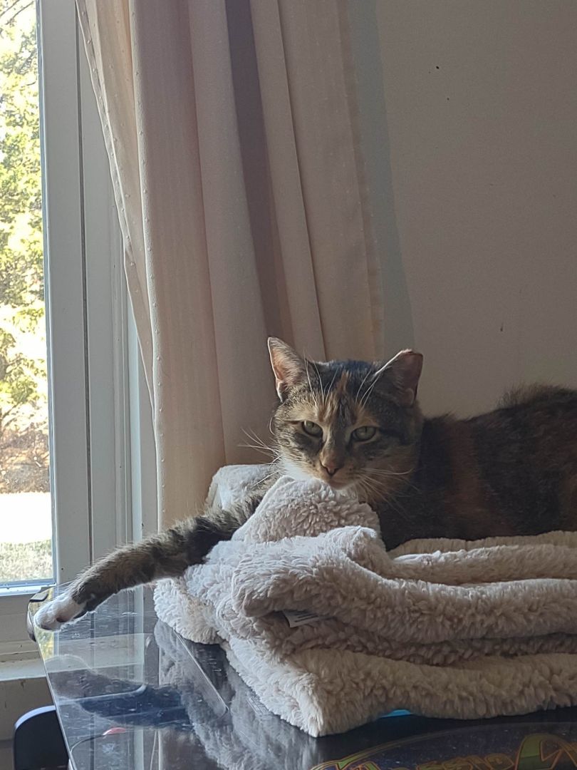 Enlarge Brandi, a Adoptable Domestic Short Hair in Leesburg, VA image 6/6