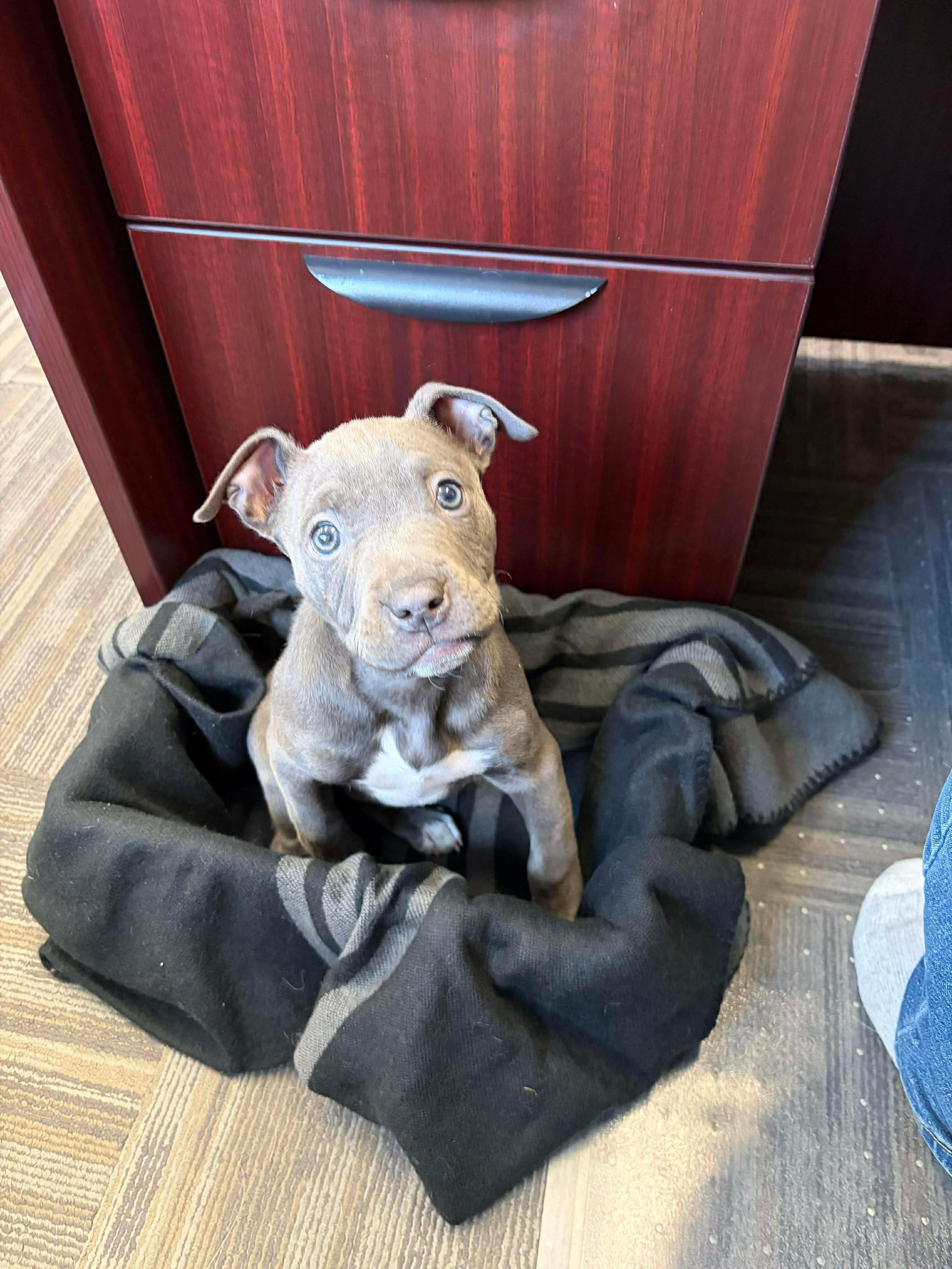 Enlarge Meredith, an adoption pending mixed breed in Hay River, NT image 3/3