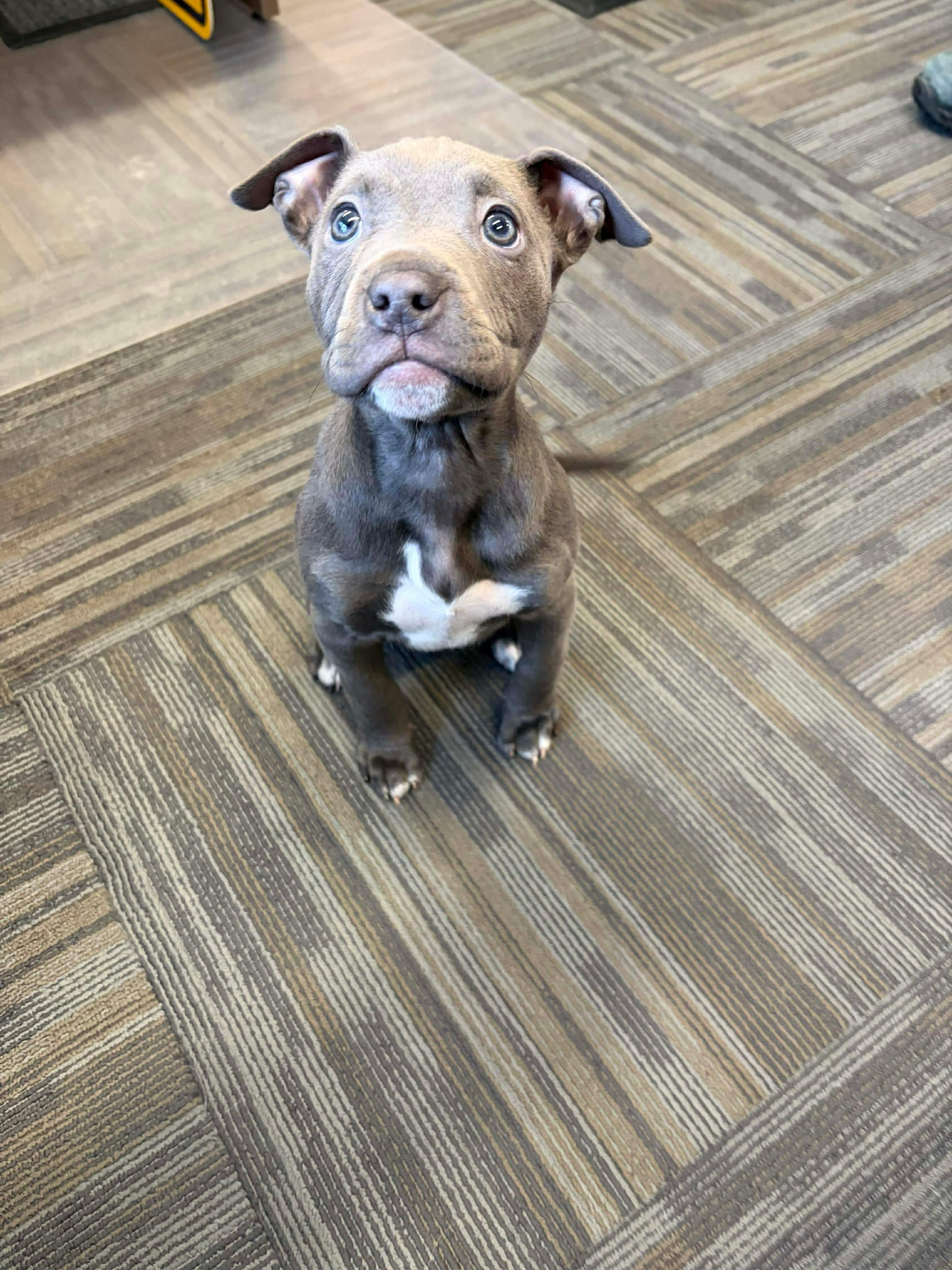 Meredith, ADOPTABLE, Young Female Pit Bull Terrier.