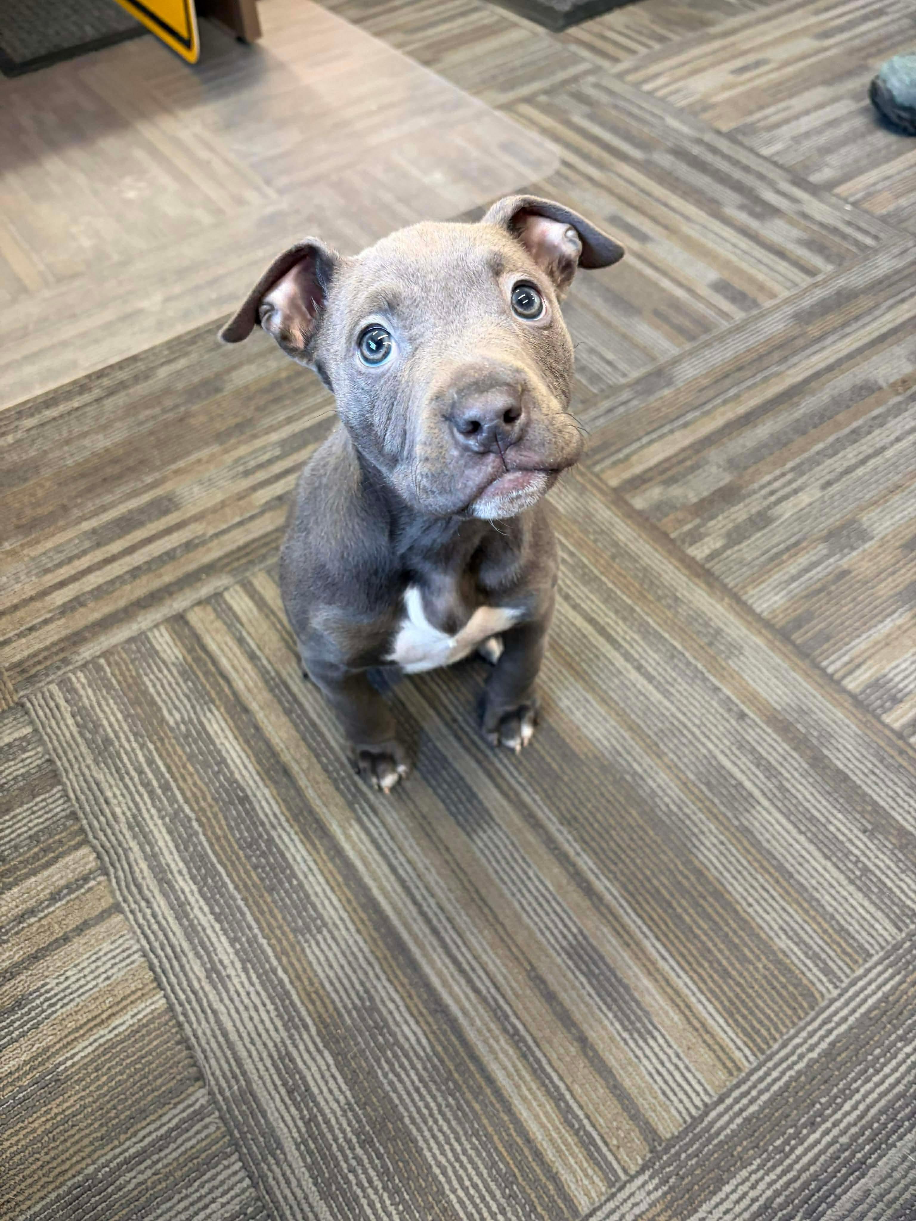 Enlarge Meredith, an adoption pending mixed breed in Hay River, NT image 2/3