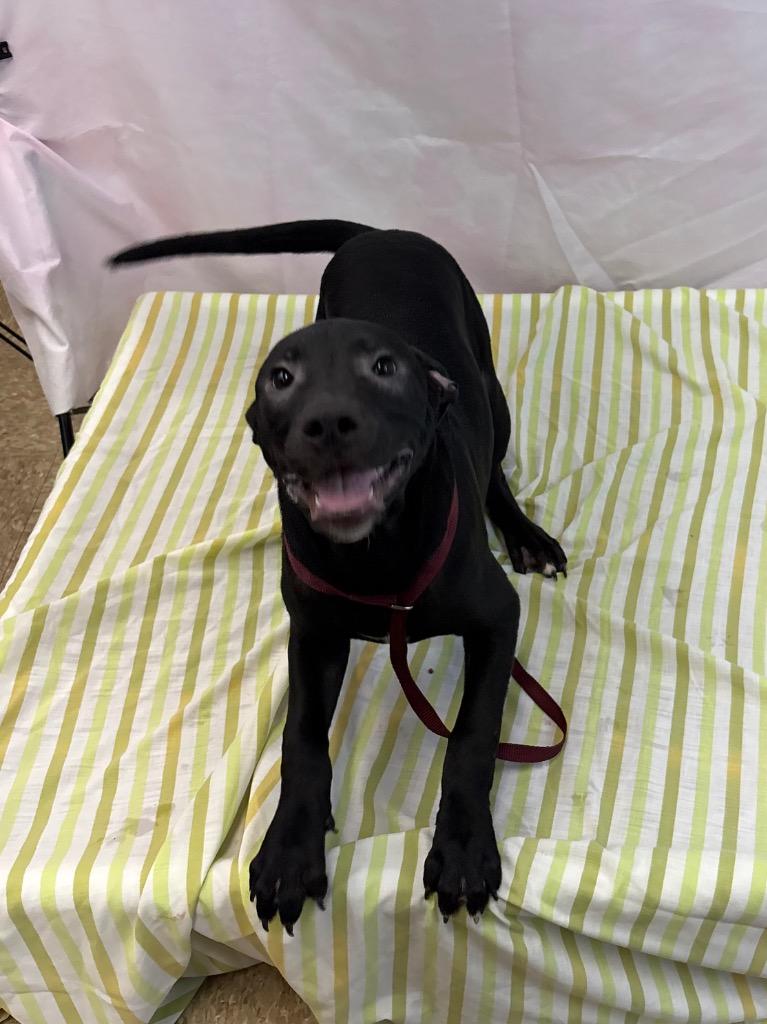 Big Tim, Adoptable, Puppy Male Pit Bull Terrier.