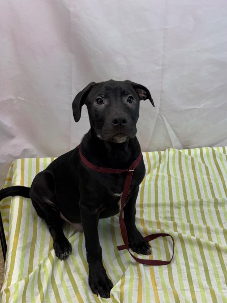 Enlarge Big Tim, a Adoptable Pit Bull Terrier in Nacogdoches, TX image 2/4
