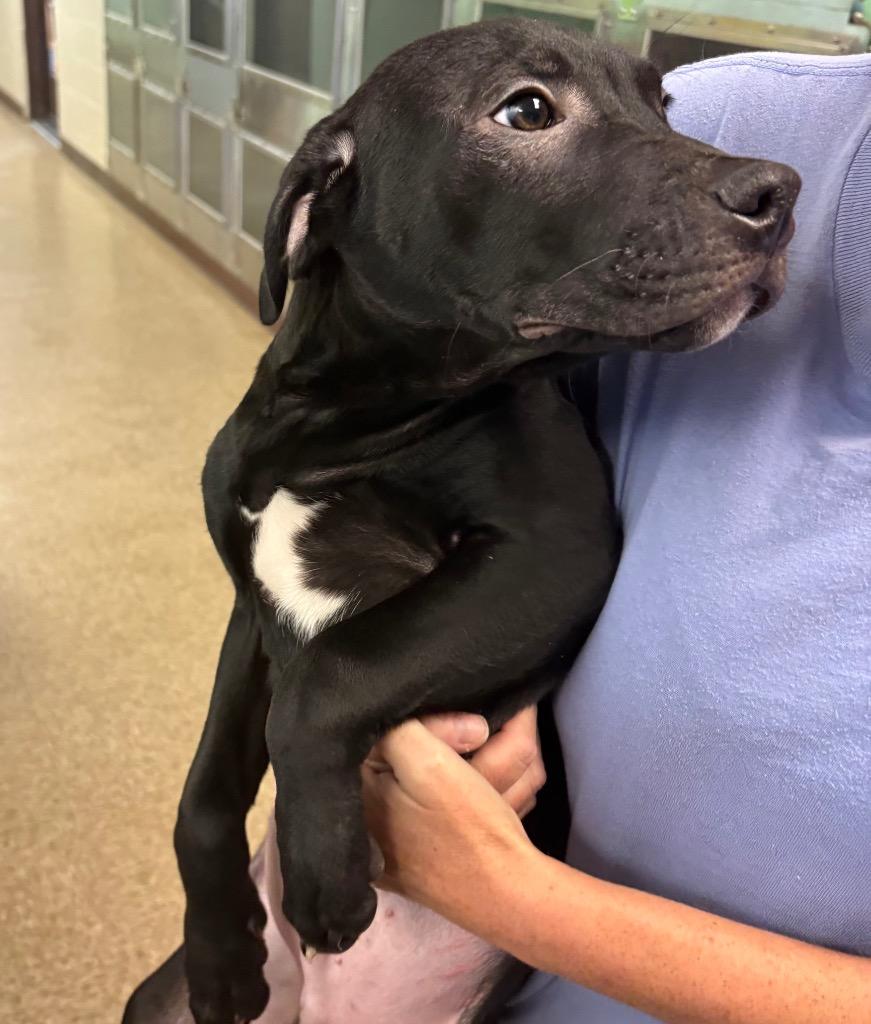Enlarge Big Tim, a Adoptable Pit Bull Terrier in Nacogdoches, TX image 3/4