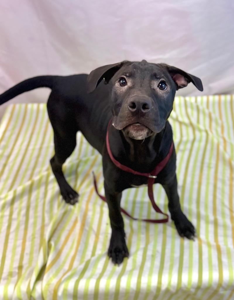 Enlarge Big Tim, a Adoptable Pit Bull Terrier in Nacogdoches, TX image 4/4