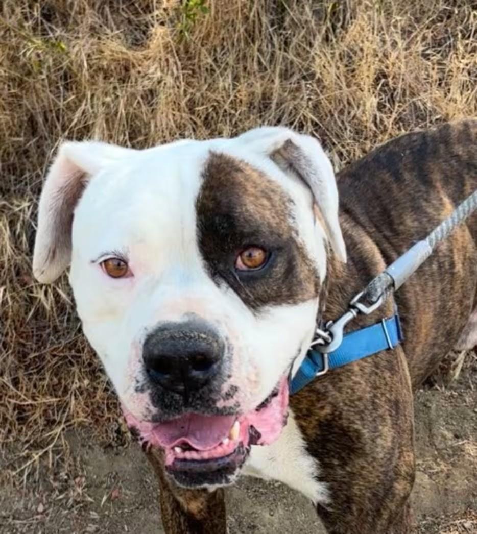 Enlarge Eddie, a ADOPTABLE American Bulldog in Studio City, CA image 1/3