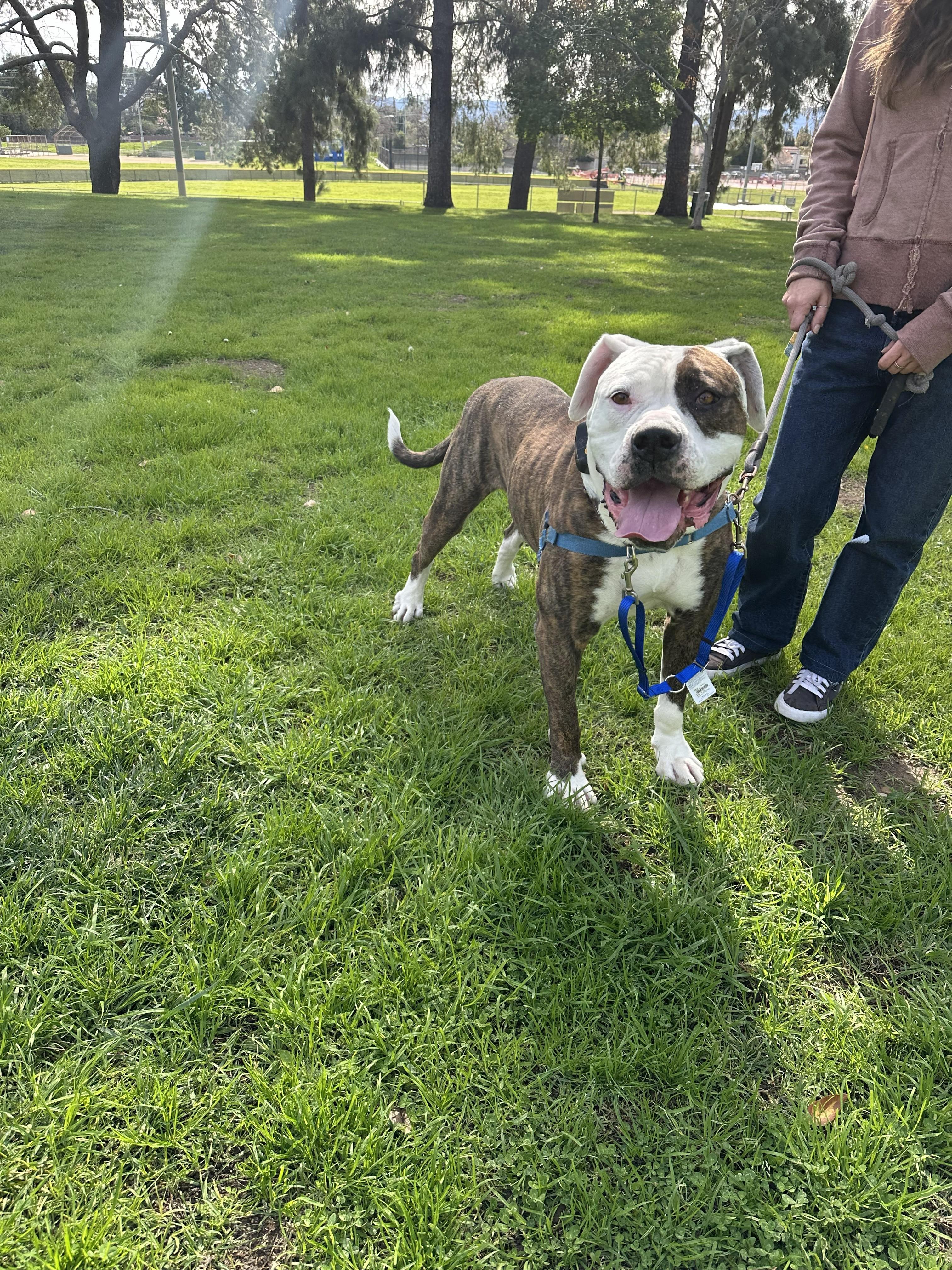 Enlarge Eddie, a ADOPTABLE American Bulldog in Studio City, CA image 2/3