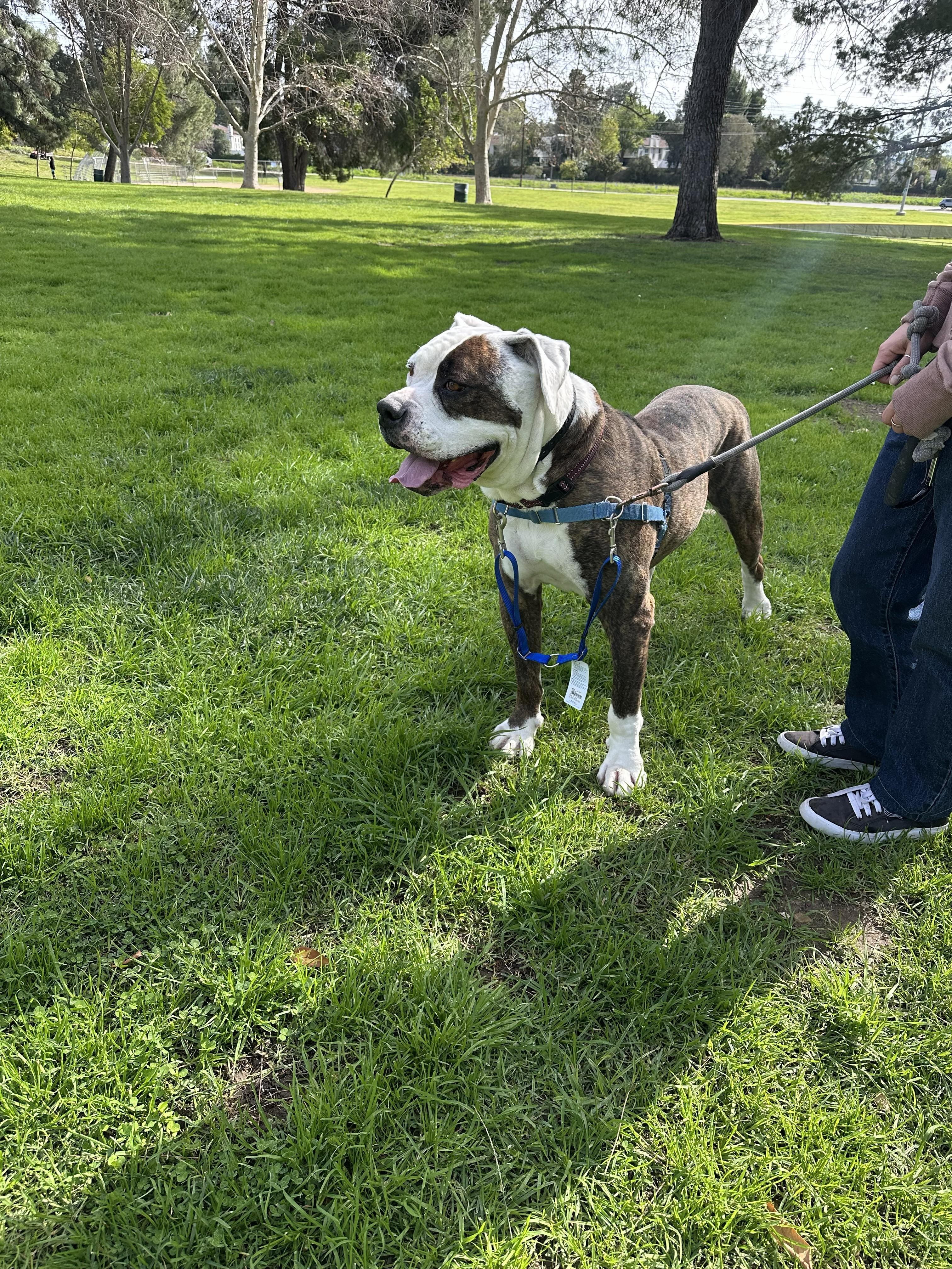 Enlarge Eddie, a ADOPTABLE American Bulldog in Studio City, CA image 3/3