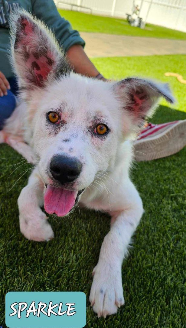 Sparkle, adoptable, Young Female Mixed Breed.