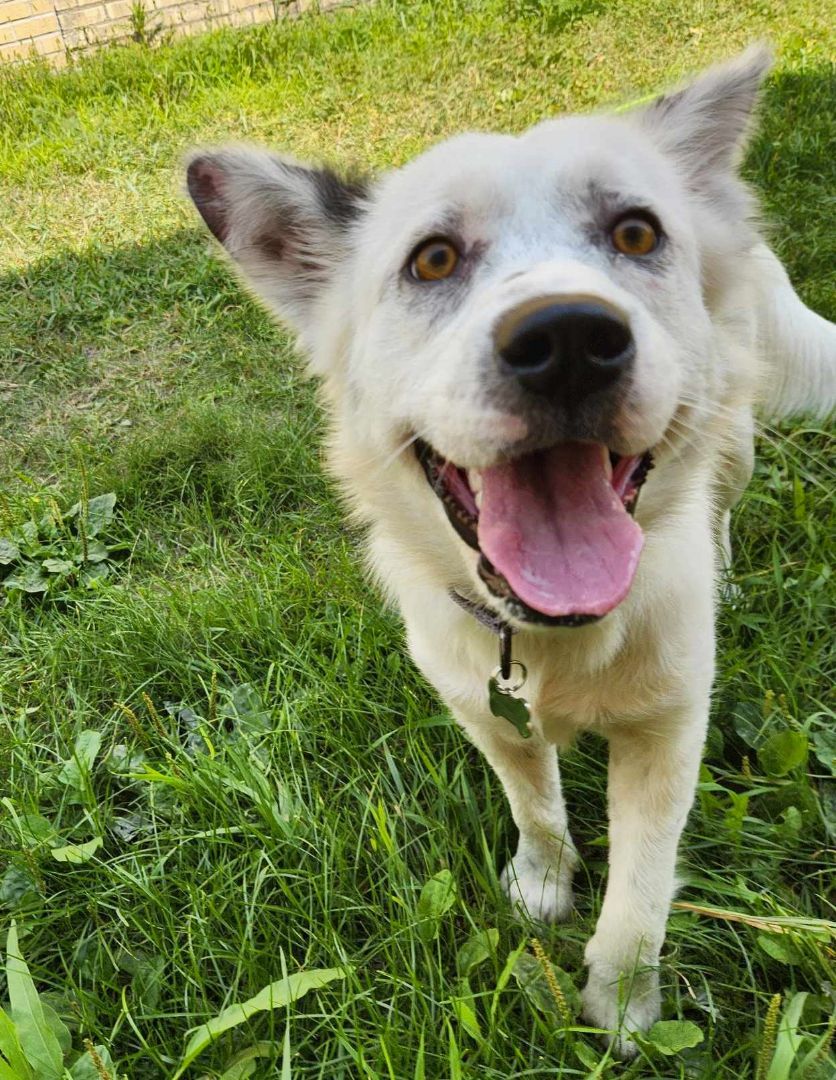 Enlarge Sparkle, an adoptable Mixed Breed in Grand Forks, ND image 2/2