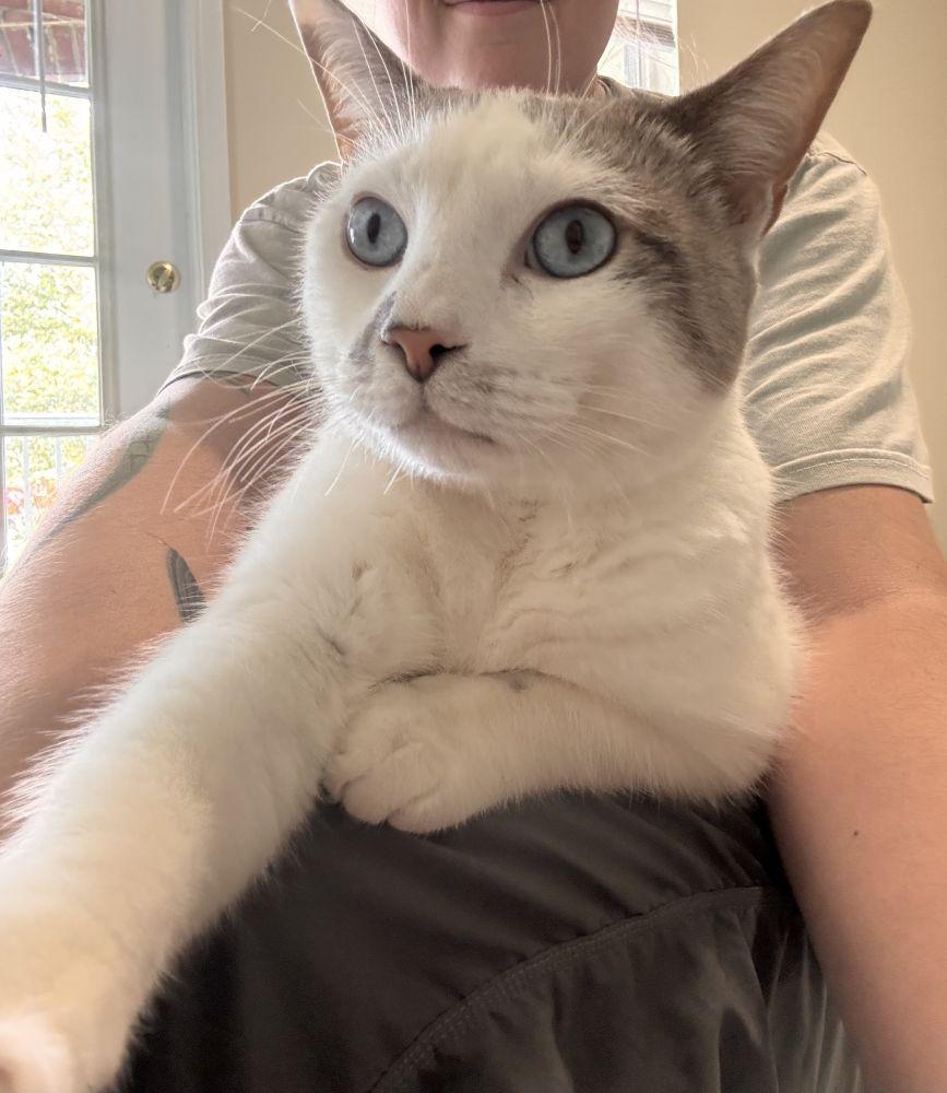 Starlight, Adoptable, Adult Female Domestic Short Hair.