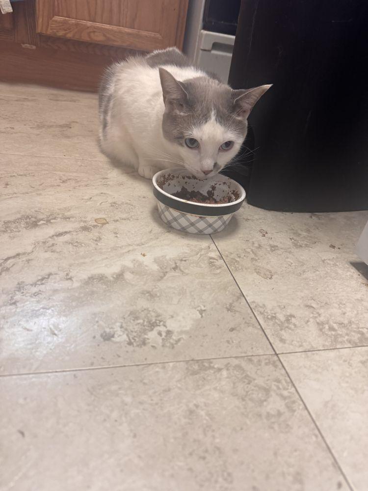 Enlarge Starlight, a Adoptable Domestic Short Hair in Alexandria, VA image 2/2