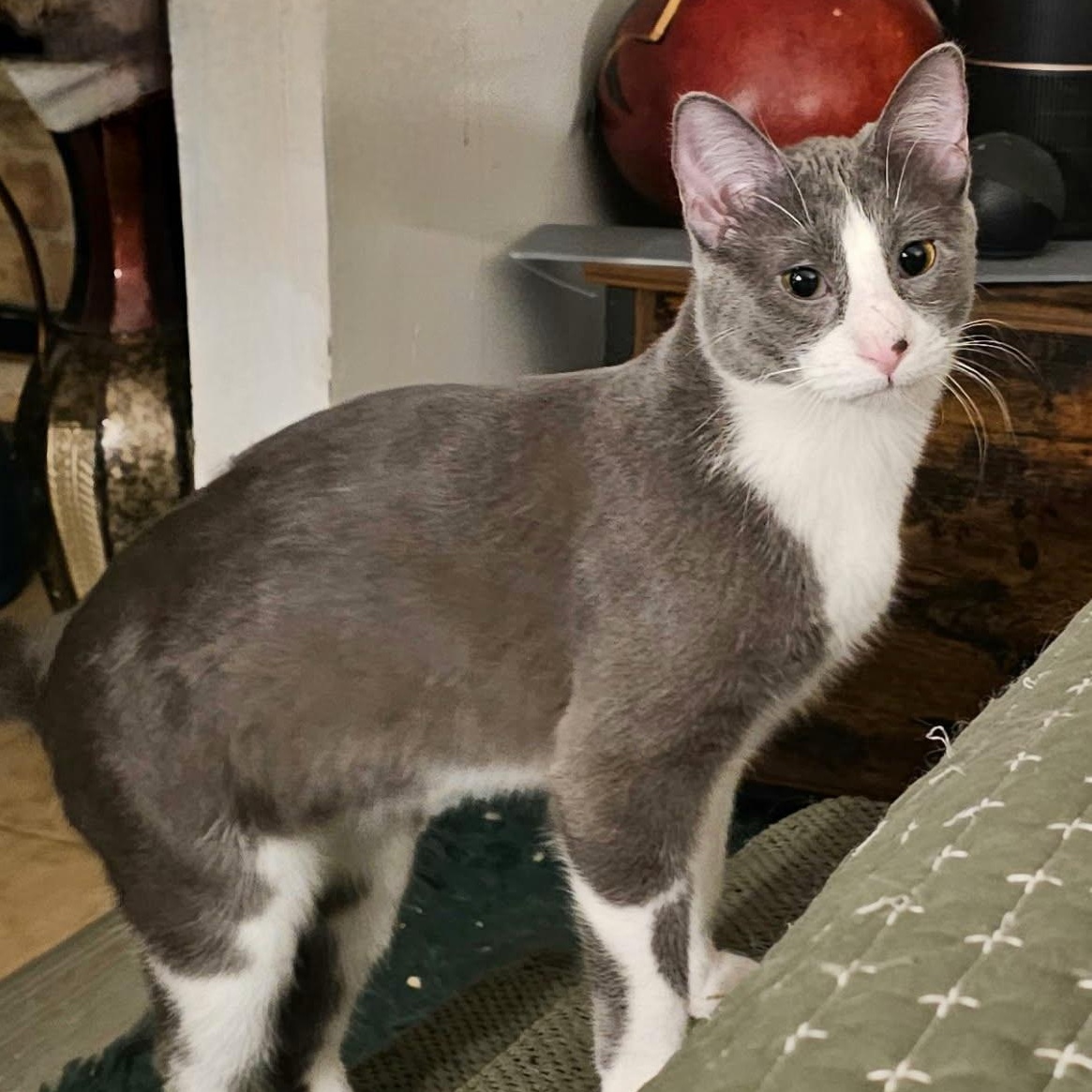 Gloria Swanson, Adoptable, Young Female Domestic Short Hair.