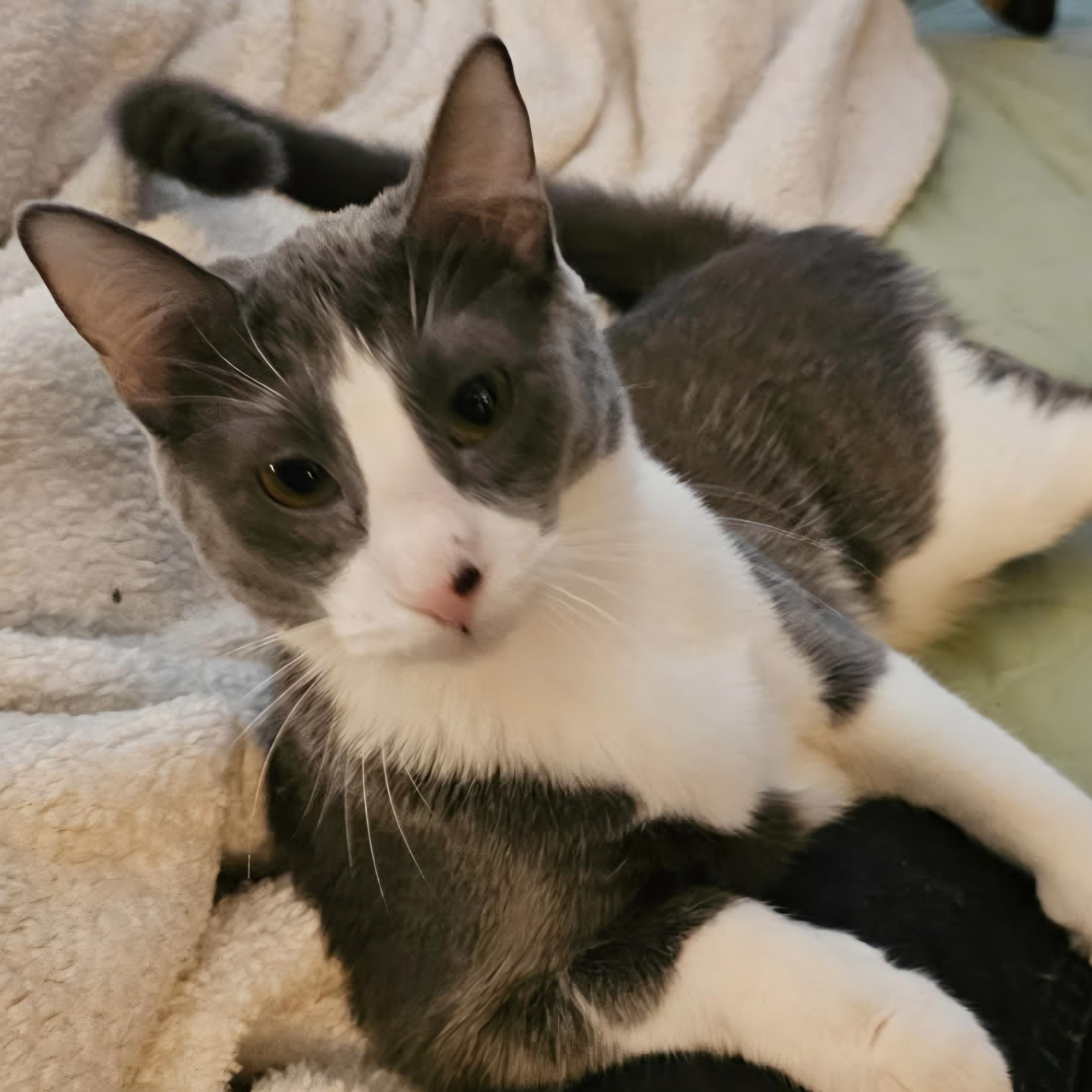 Enlarge Gloria Swanson, a Adoptable mixed breed in Chicago, IL image 4/6