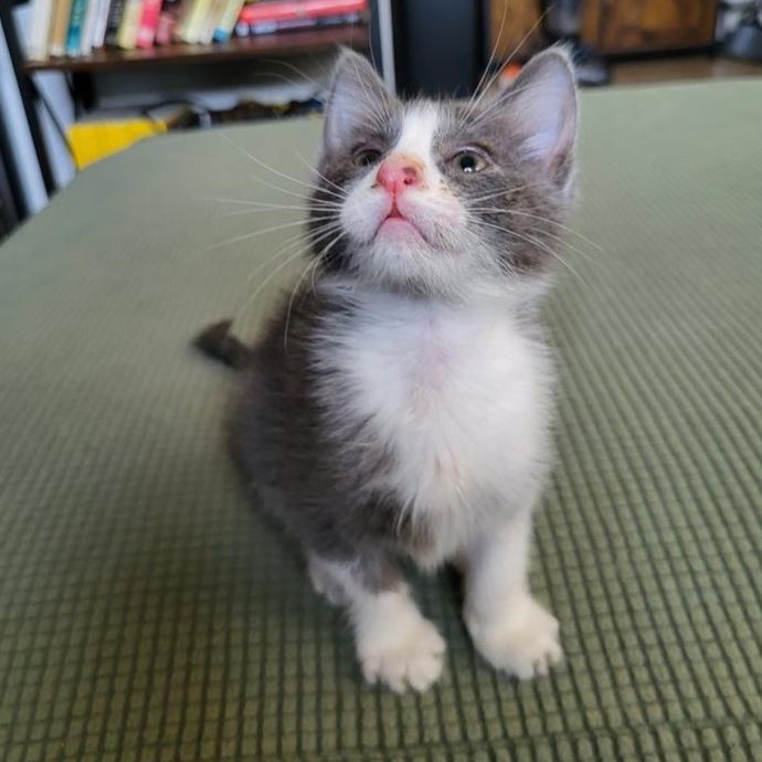 Gloria Swanson, a Adoptable Domestic Short Hair in Chicago, IL image 4/6