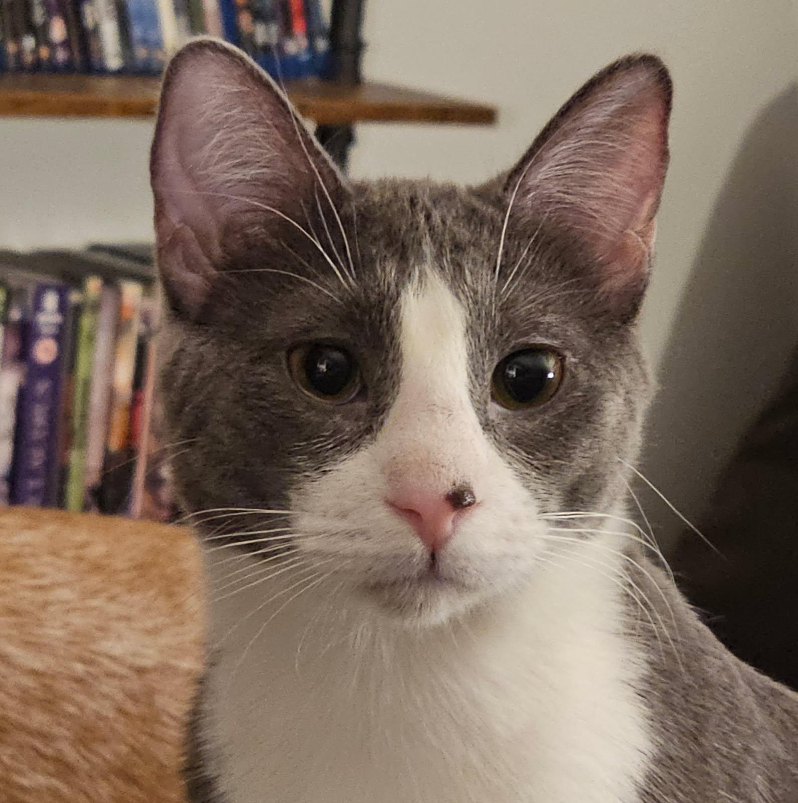 Gloria Swanson, a Adoptable Domestic Short Hair in Chicago, IL image 1/6