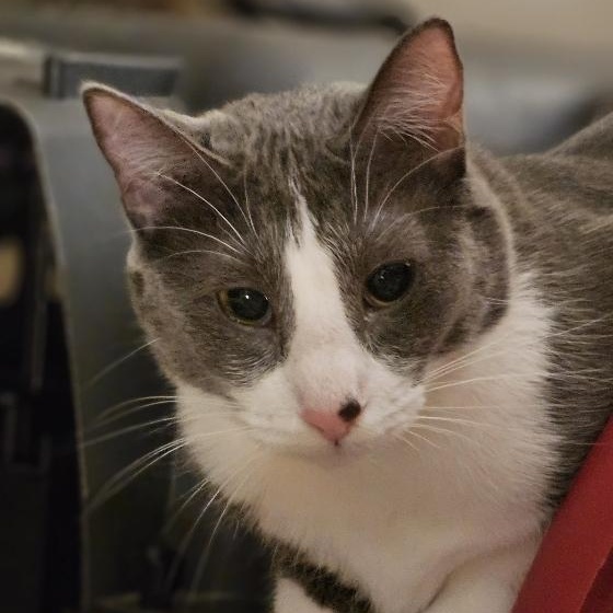 Enlarge Gloria Swanson, a Adoptable mixed breed in Chicago, IL image 3/6