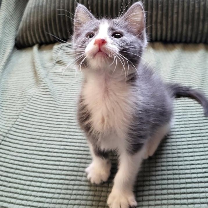 Gloria Swanson, a Adoptable Domestic Short Hair in Chicago, IL image 5/6