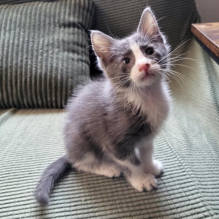 Gloria Swanson, a Adoptable Domestic Short Hair in Chicago, IL image 3/6