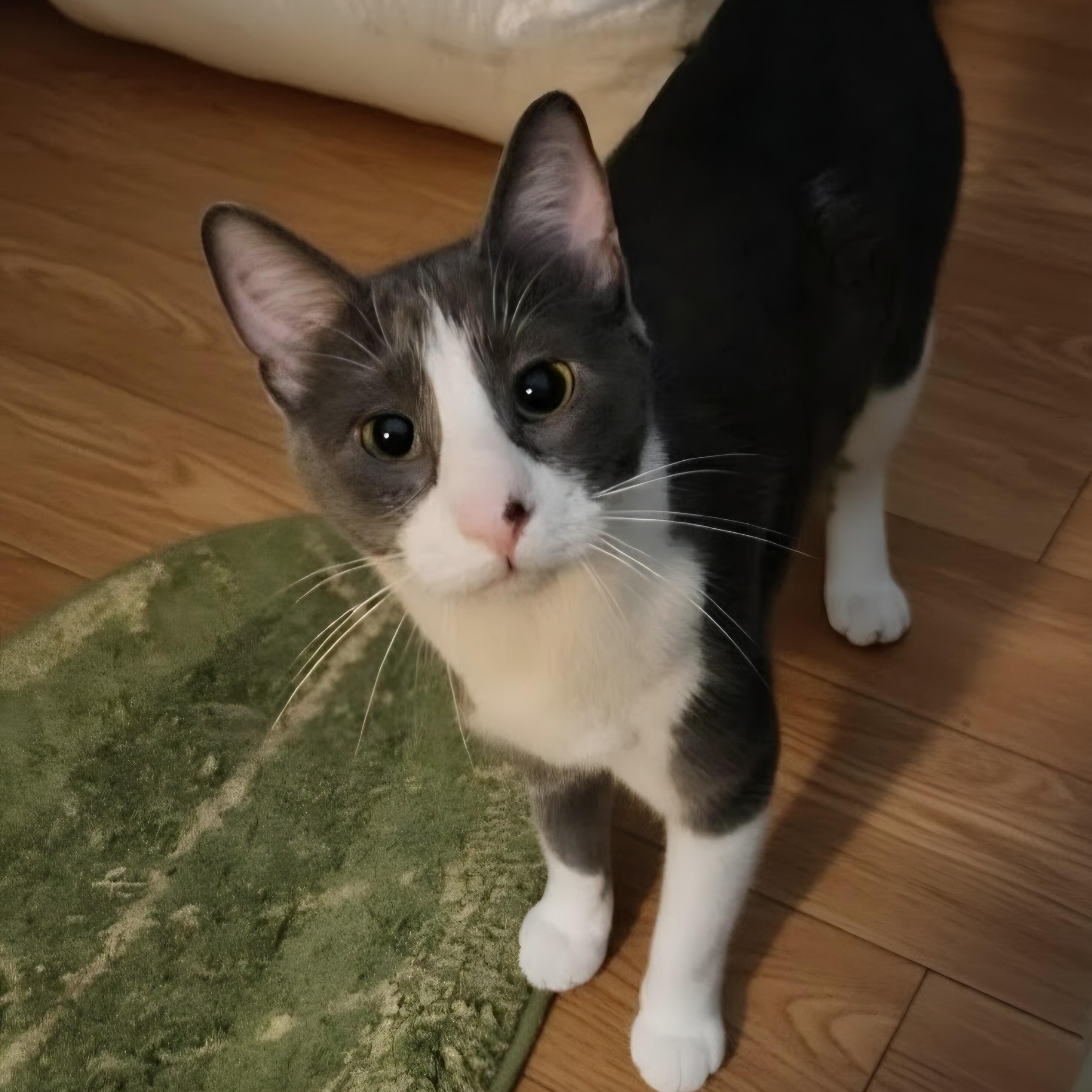 Gloria Swanson, Adoptable, Young Female Domestic Short Hair.