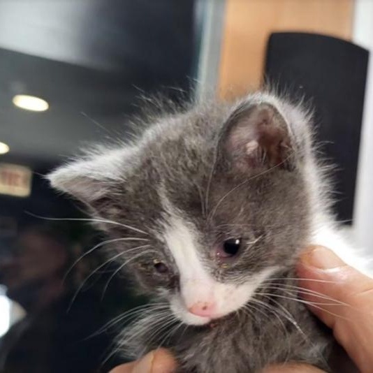 Gloria Swanson, a Adoptable Domestic Short Hair in Chicago, IL image 6/6