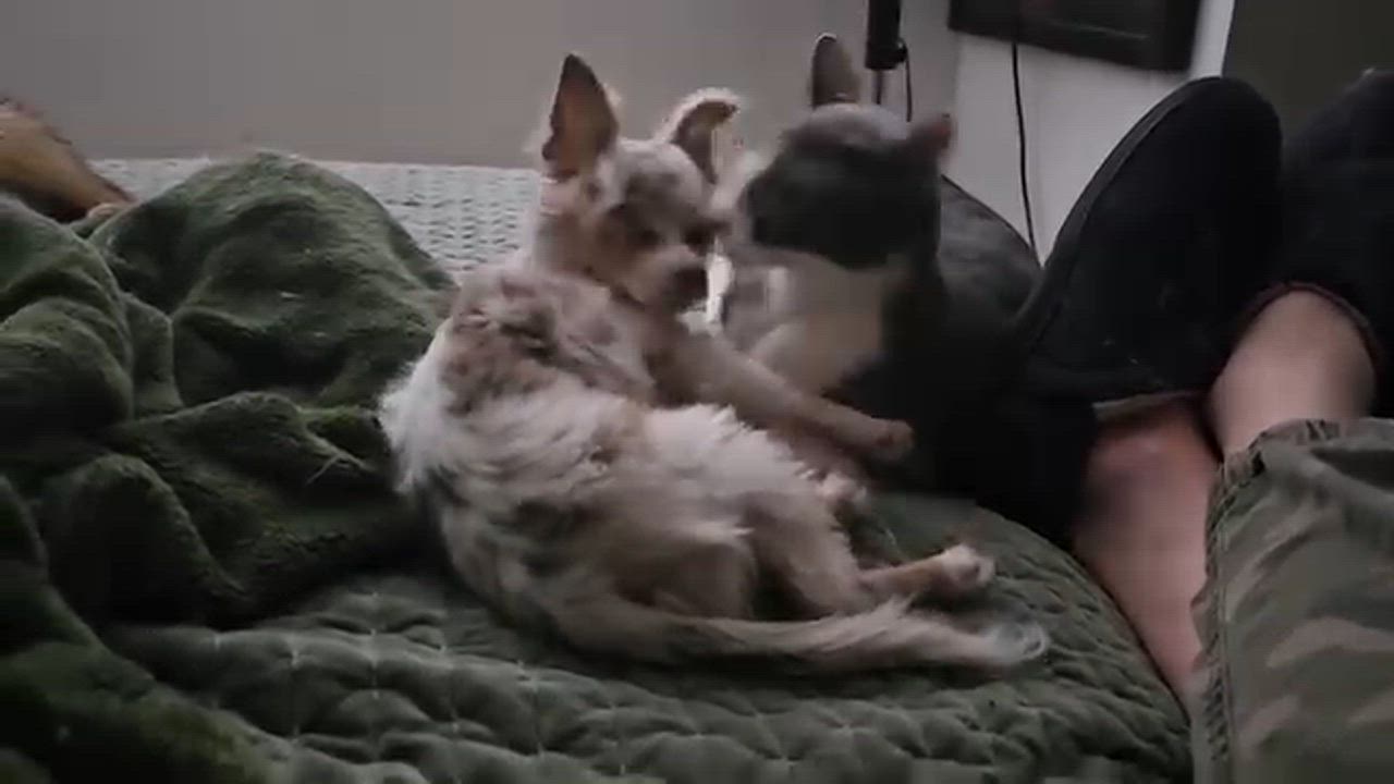 Enlarge Gloria Swanson, a Adoptable mixed breed in Chicago, IL video 6/6