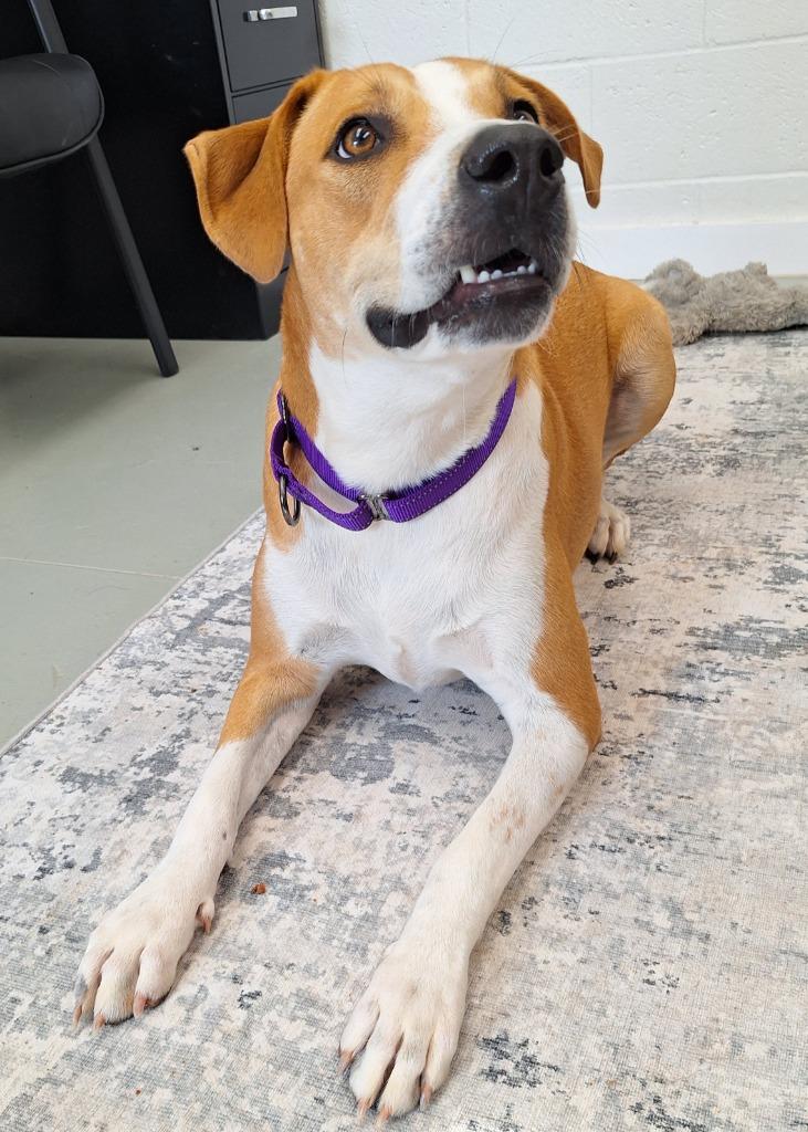 Enlarge Honey, a Adoptable mixed breed in Noble, OK image 1/6