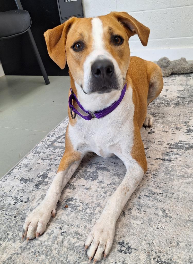 Enlarge Honey, a Adoptable mixed breed in Noble, OK image 2/6
