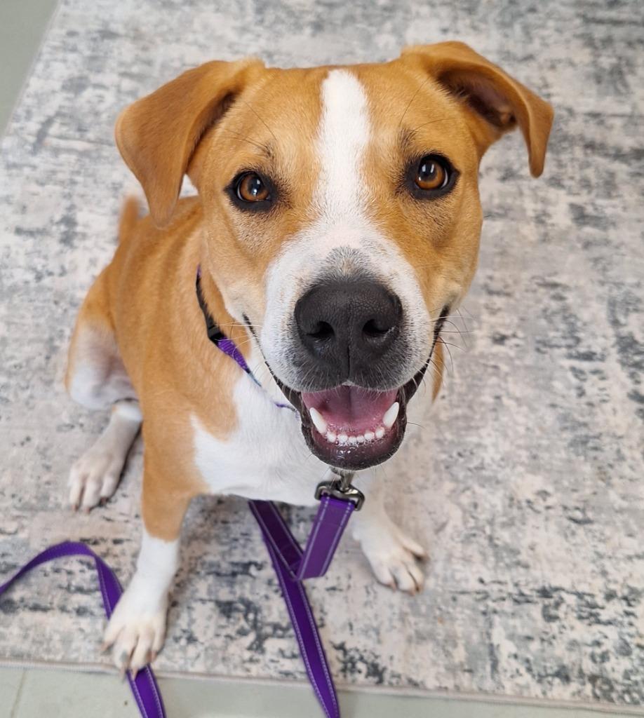 Enlarge Honey, a Adoptable mixed breed in Noble, OK image 3/6