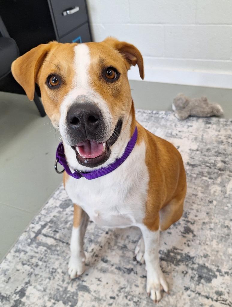 Enlarge Honey, a Adoptable mixed breed in Noble, OK image 4/6