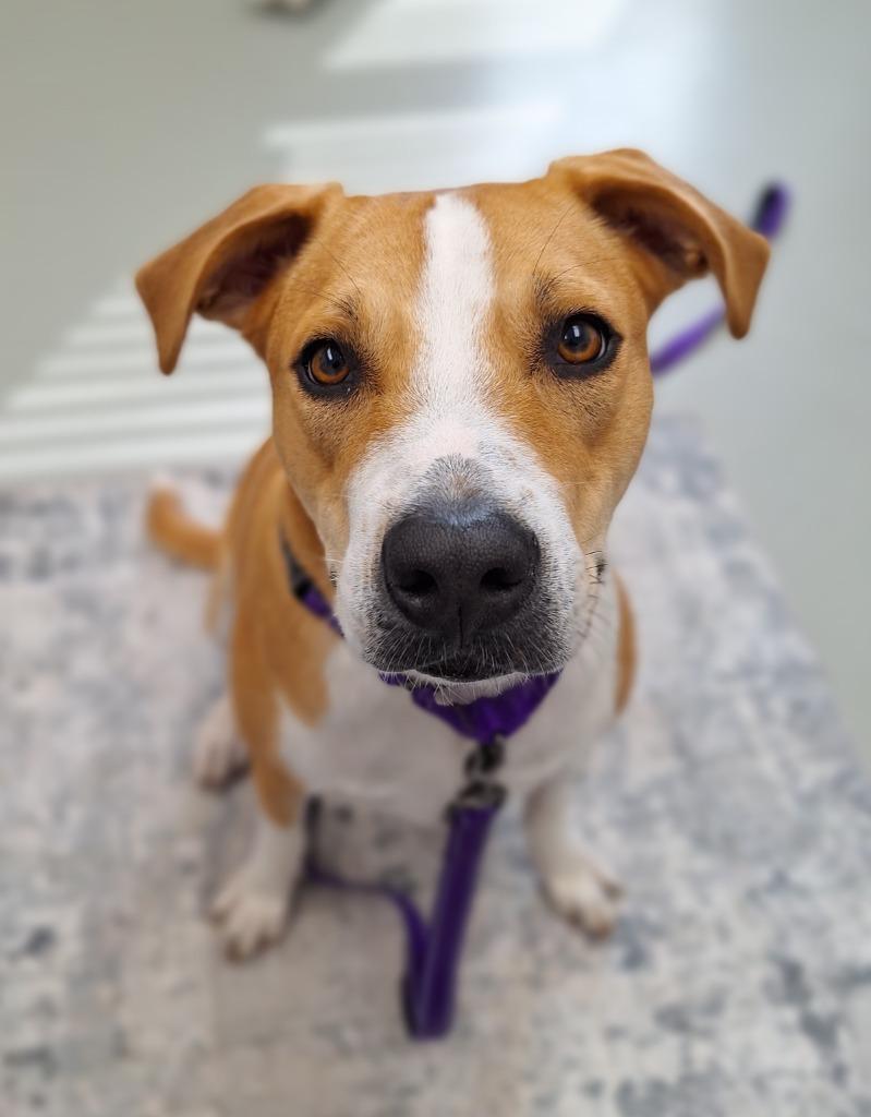 Enlarge Honey, a Adoptable mixed breed in Noble, OK image 5/6
