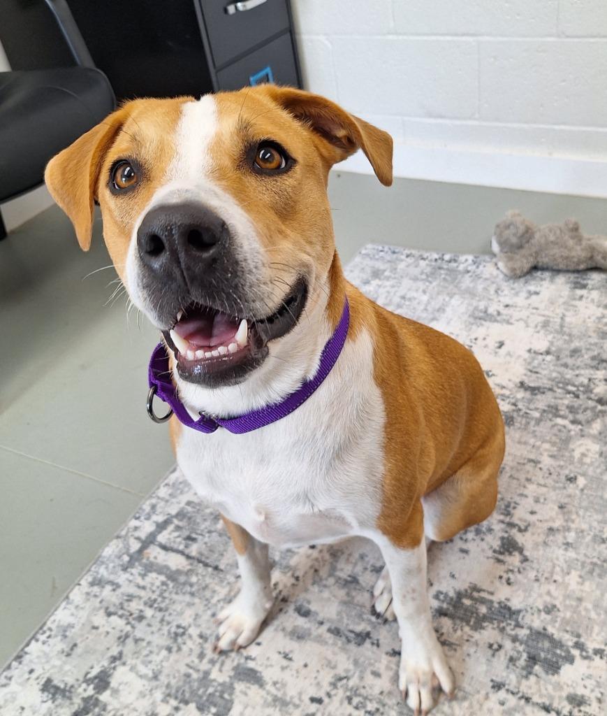 Enlarge Honey, a Adoptable mixed breed in Noble, OK image 6/6