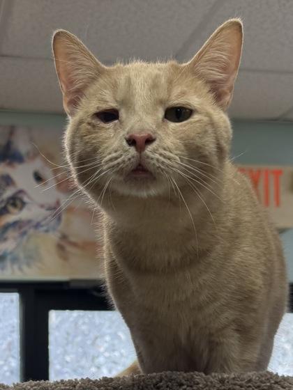 George (Adoption Fee Sponsored) Fostered, Adoptable, Adult Male Domestic Short Hair & Domestic Short Hair.