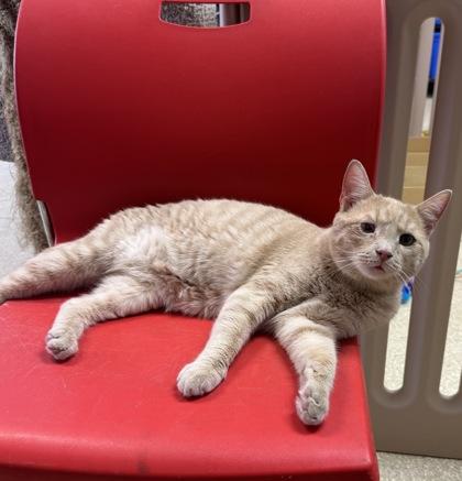 George (Adoption Fee Sponsored) Fostered, a Adoptable mixed breed in Seneca, SC image 2/3