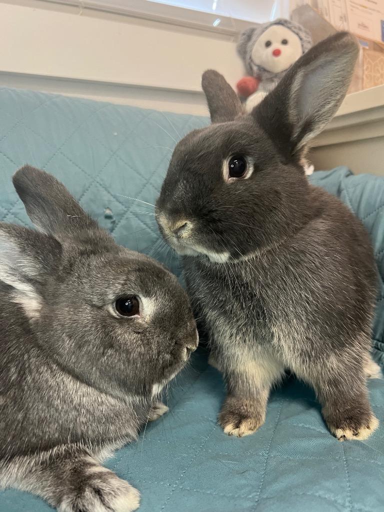 Mersey / Trafford, Adoptable, Adult Male Bunny Rabbit.