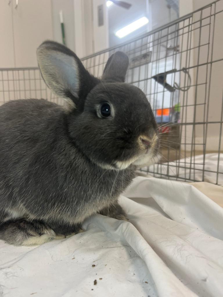 Enlarge Mersey / Trafford, a Adoptable Bunny Rabbit in Pflugerville, TX image 2/6