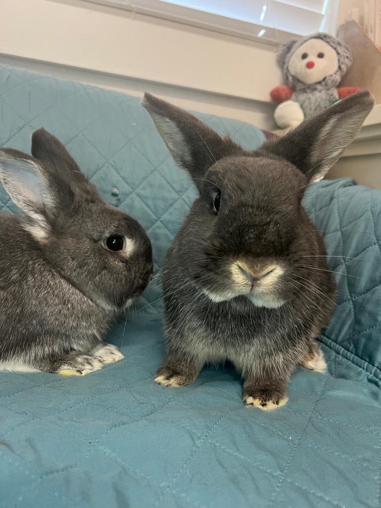 Enlarge Mersey / Trafford, a Adoptable Bunny Rabbit in Pflugerville, TX image 4/6