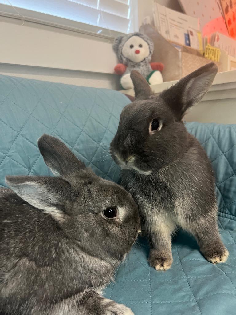 Enlarge Mersey / Trafford, a Adoptable Bunny Rabbit in Pflugerville, TX image 5/6