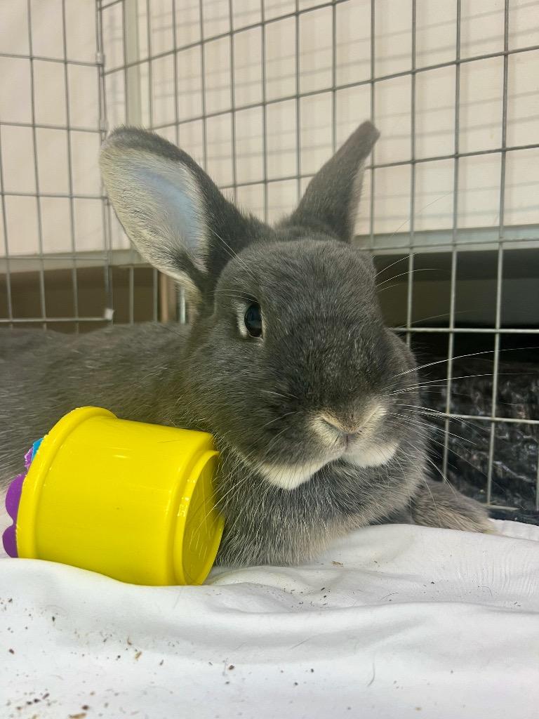 Enlarge Mersey / Trafford, a Adoptable Bunny Rabbit in Pflugerville, TX image 4/6