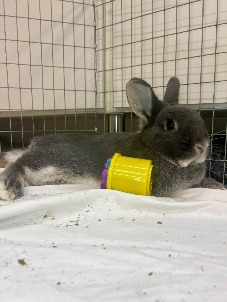 Enlarge Mersey / Trafford, a Adoptable Bunny Rabbit in Pflugerville, TX image 5/6