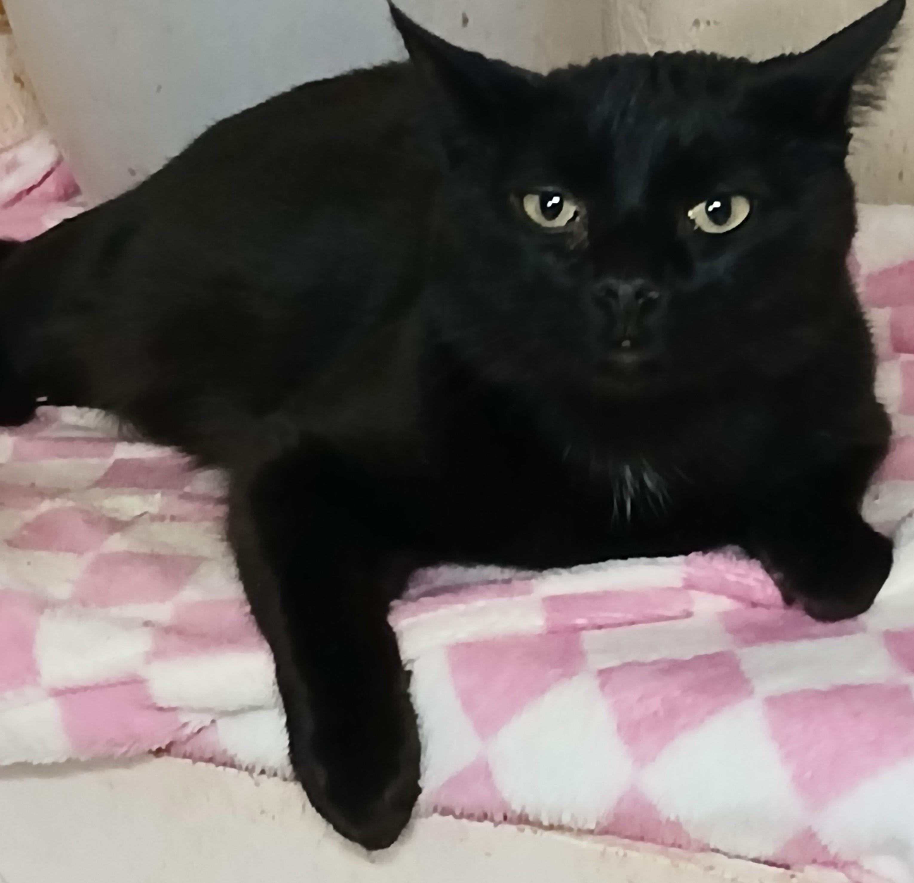 Watson, Adoptable, Adult Male Domestic Short Hair.