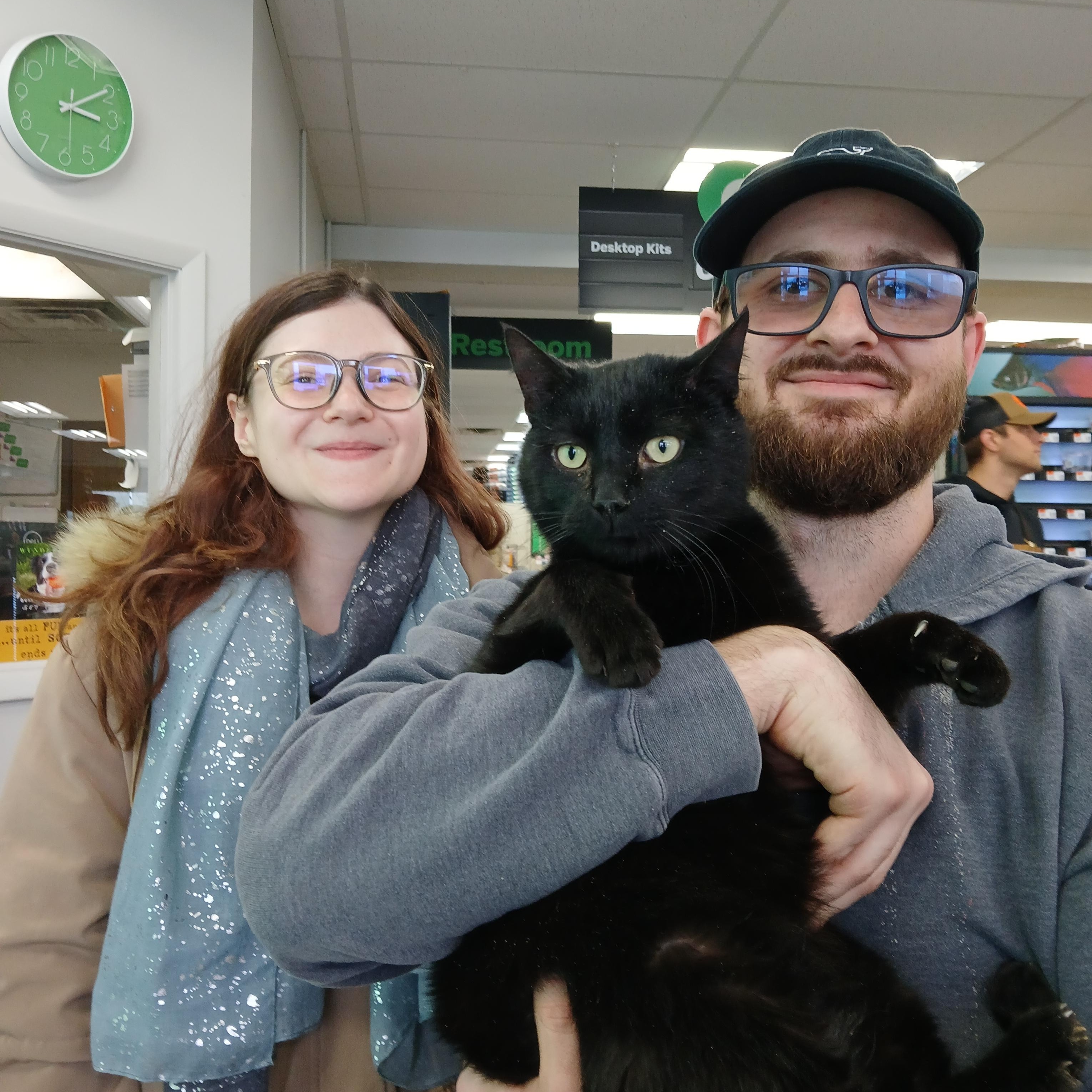 Enlarge Watson, a hold Domestic Short Hair in Eaton Rapids, MI image 4/4