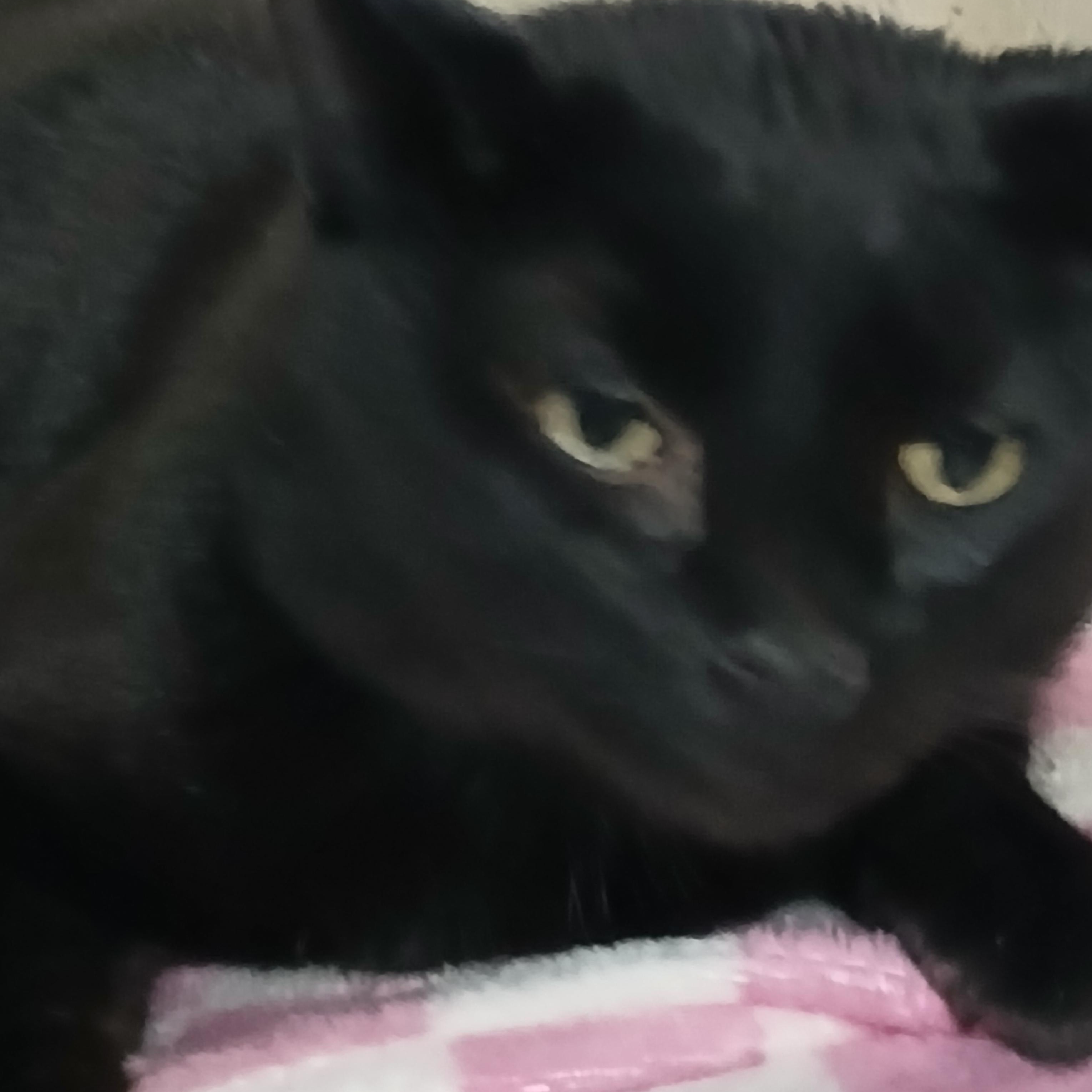 Enlarge Watson, a Adoptable Domestic Short Hair in Eaton Rapids, MI image 3/3