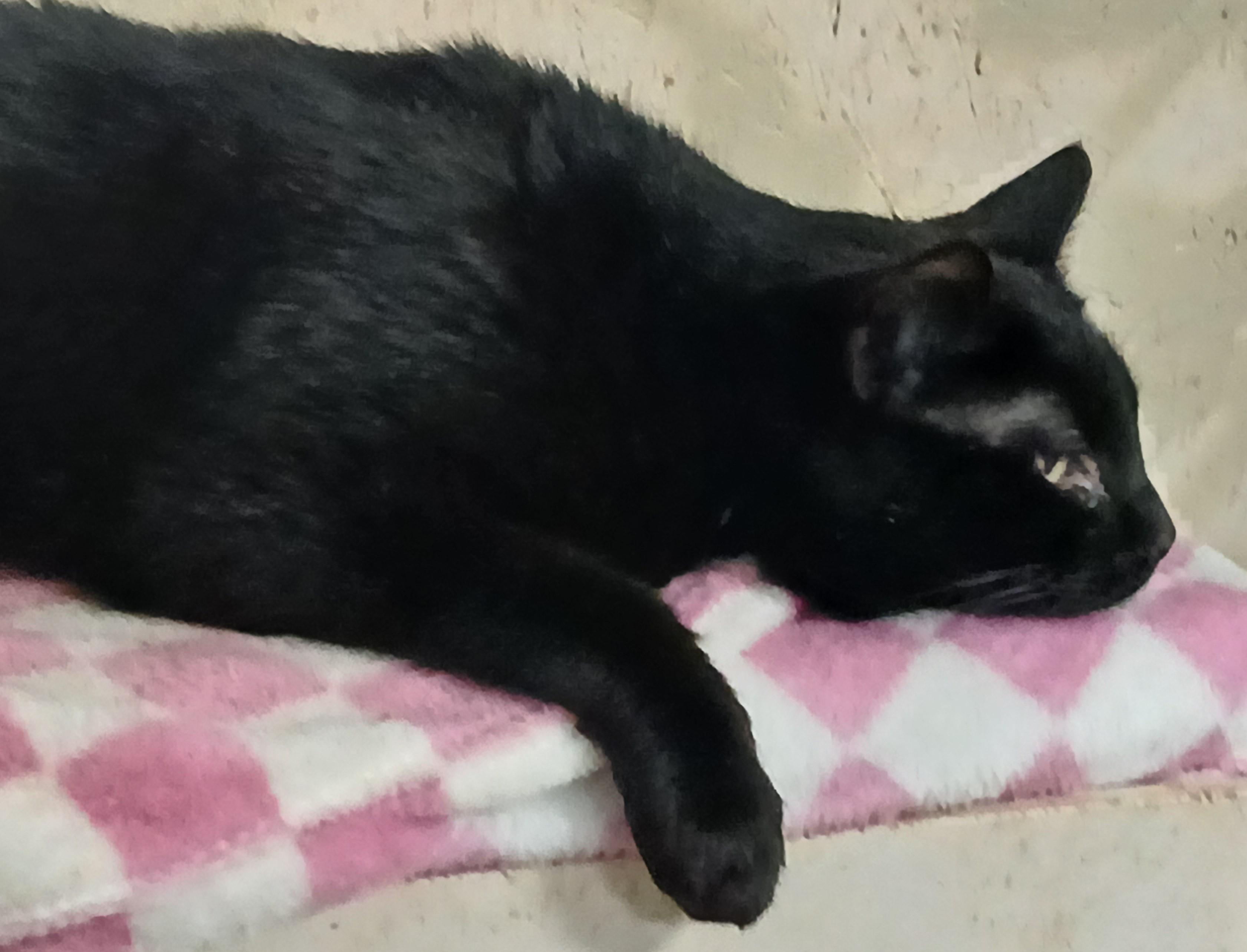 Enlarge Watson, a Adoptable Domestic Short Hair in Eaton Rapids, MI image 2/3