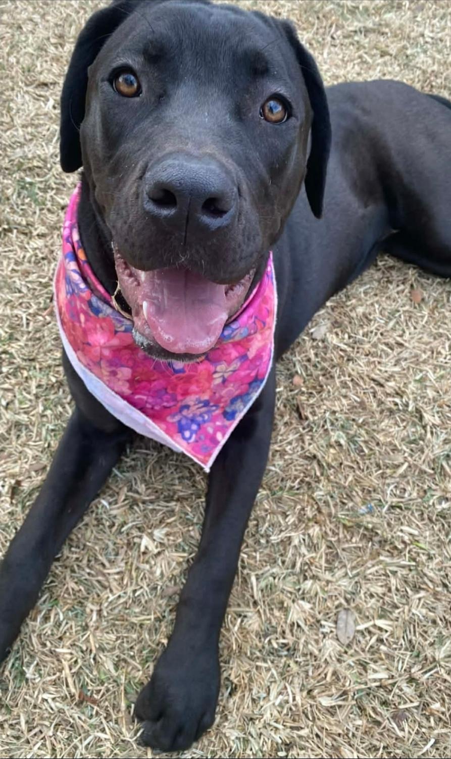 Enlarge Hanna, an adopted mixed breed in Williamsburg , VA image 1/6