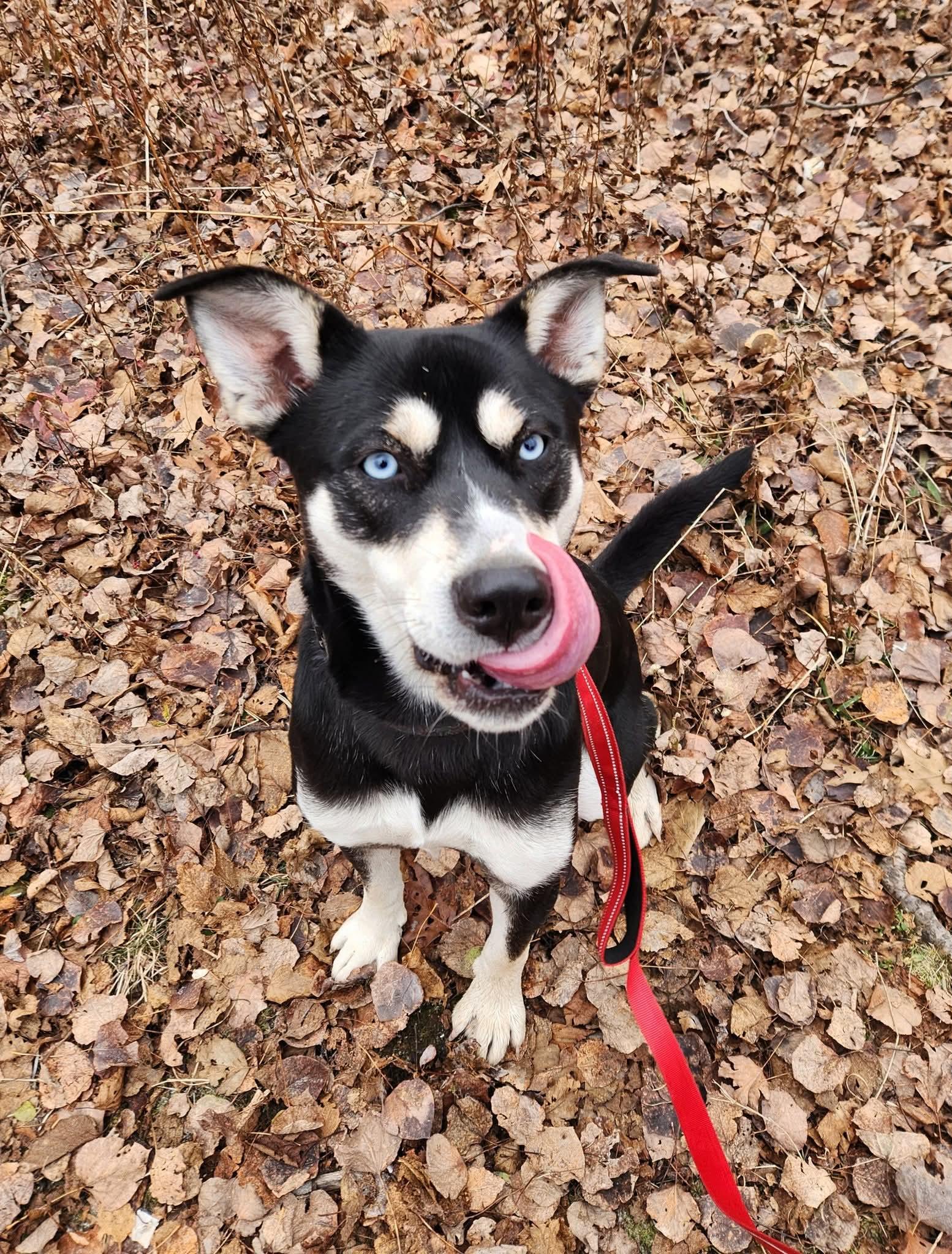 Ivy, a Adoptable mixed breed in Lively, ON image 1/3