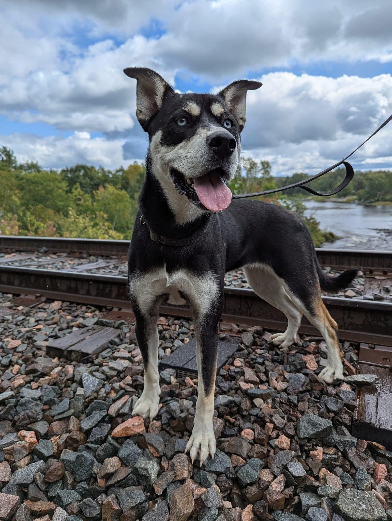 Ivy, a Adoptable mixed breed in Lively, ON image 2/3