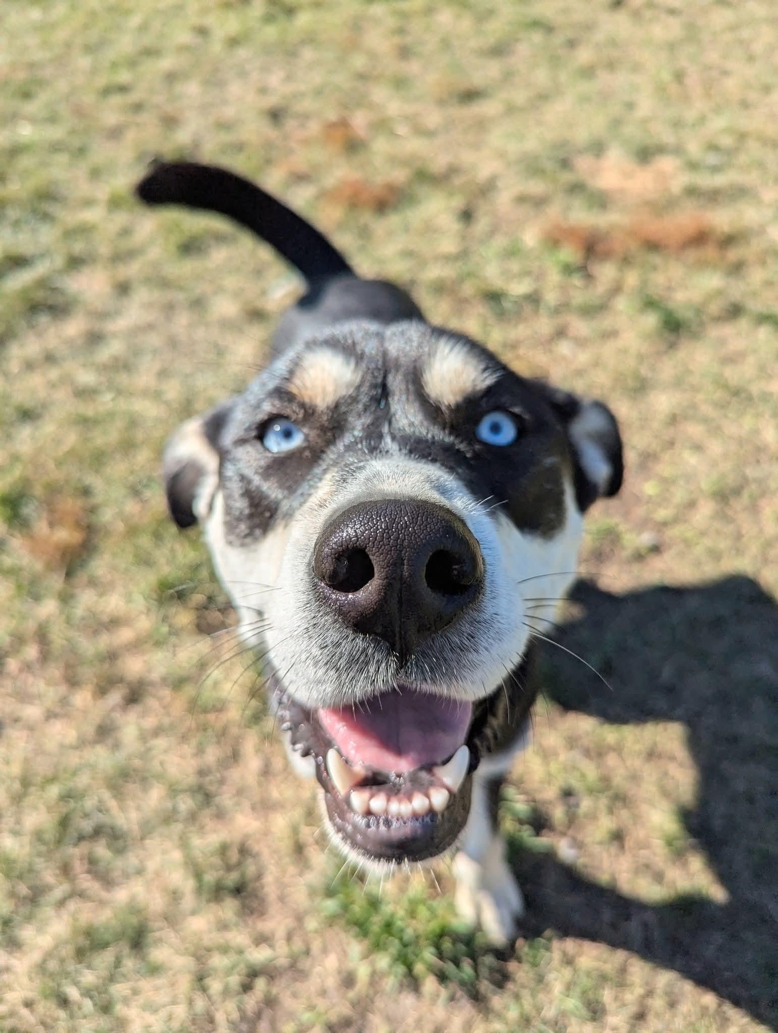 Ivy, a Adoptable mixed breed in Lively, ON image 3/3