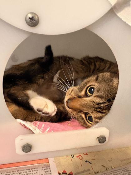 Enlarge King, a Adoptable mixed breed in Daytona Beach, FL image 2/2