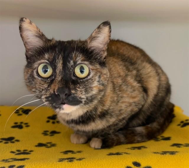 MELVONYA, Adoptable, Adult Female Domestic Short Hair.