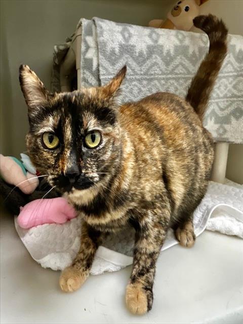 MELVONYA, Adoptable, Adult Female Domestic Short Hair.